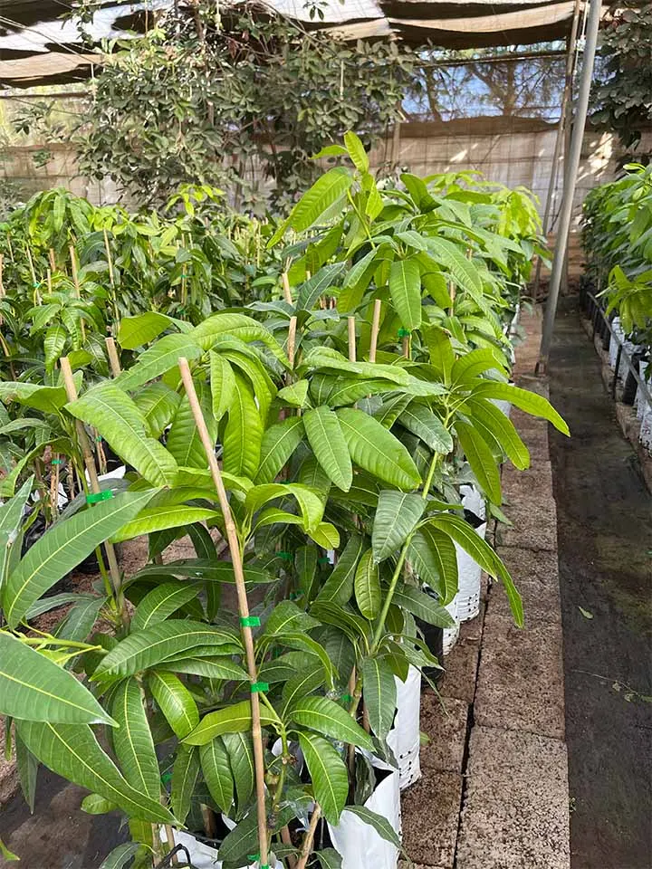 Foto del vivero