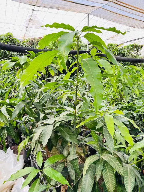 Foto del vivero 10