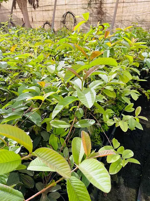 Foto del vivero 11