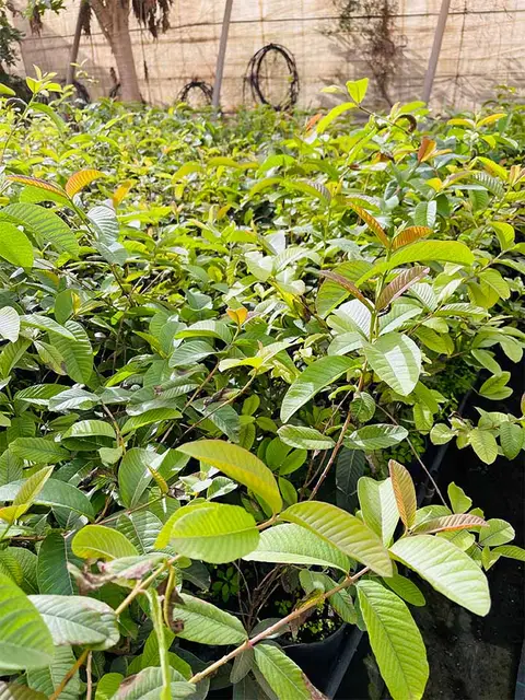 Foto del vivero 12