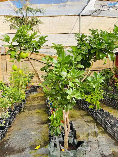 Foto del vivero 13