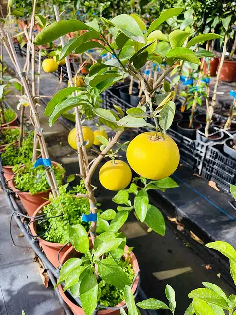 Foto del vivero 14