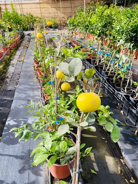 Foto del vivero 15