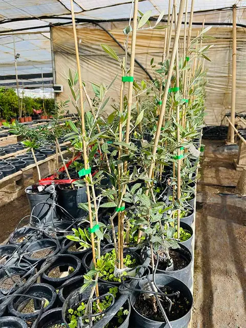 Foto del vivero 16