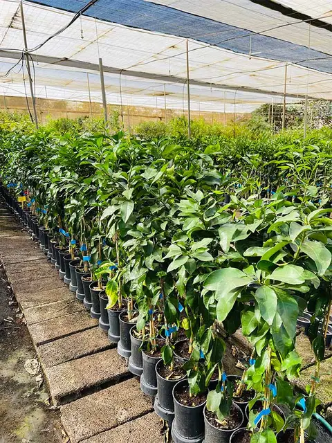Foto del vivero