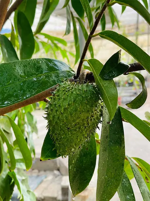 Foto del vivero 20
