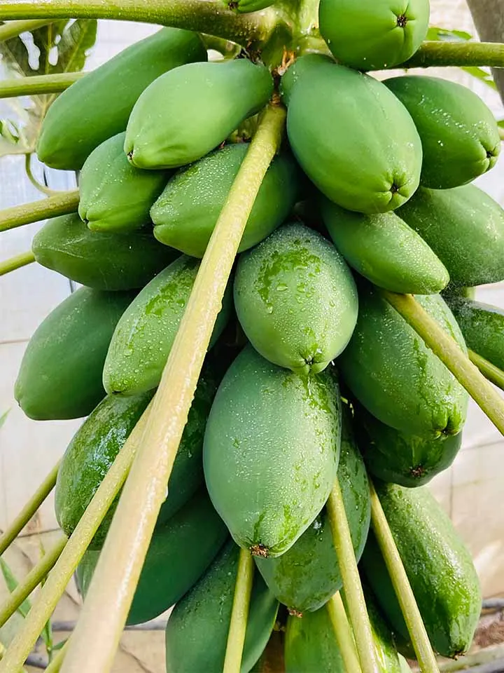 Papaya — foto 1