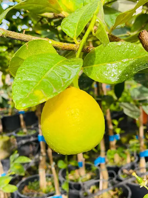 Foto del vivero 22