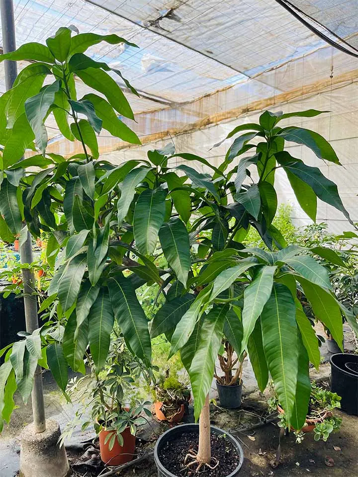 Mango — foto 1