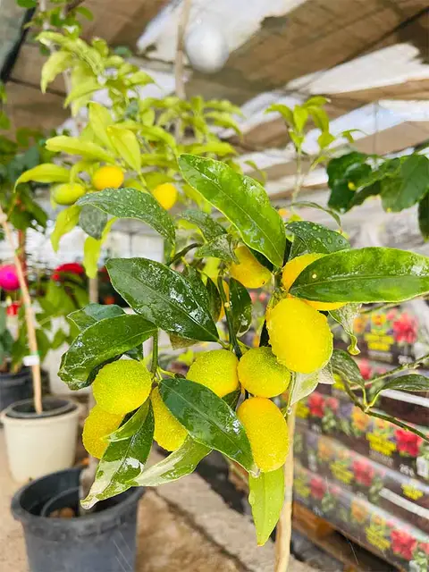 Foto del vivero 25
