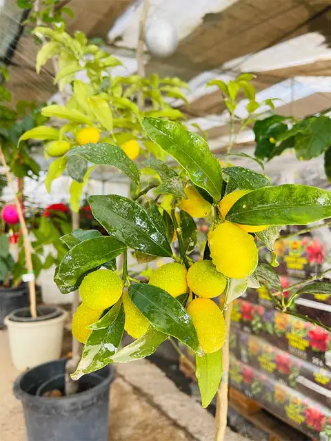 Foto del vivero 27