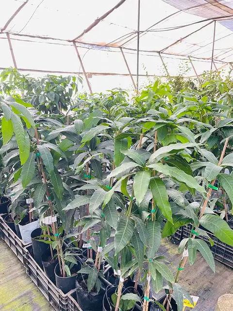 Foto del vivero 28