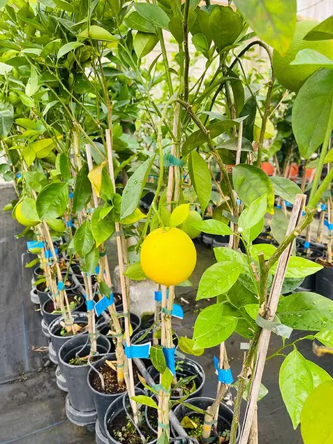Foto del vivero 29
