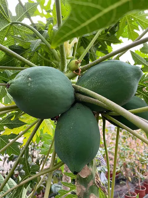 Foto del vivero