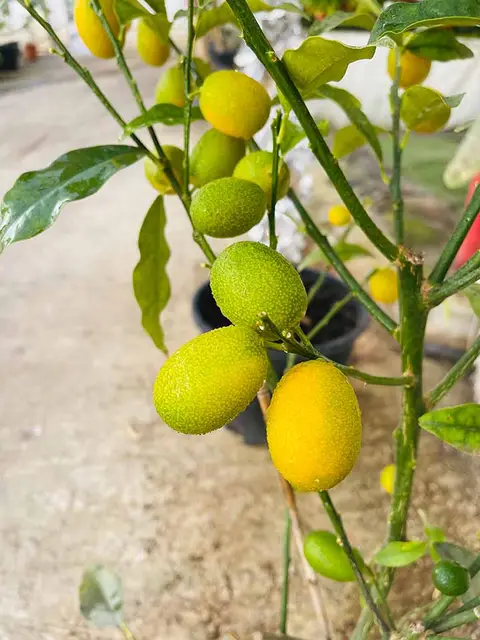 Foto del vivero 31