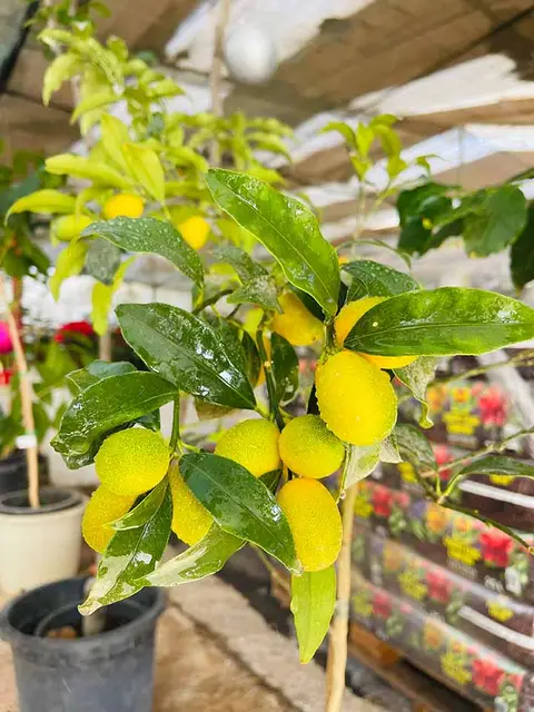 Foto del vivero 32