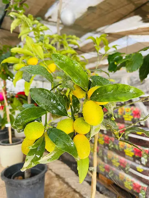 Foto del vivero 33