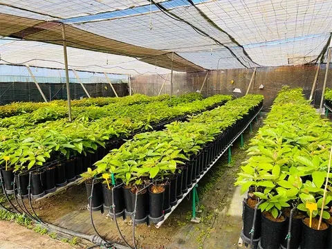 Foto del vivero 34