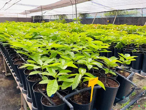 Foto del vivero 35