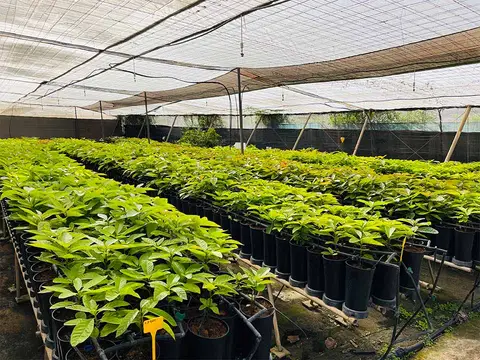 Foto del vivero 36