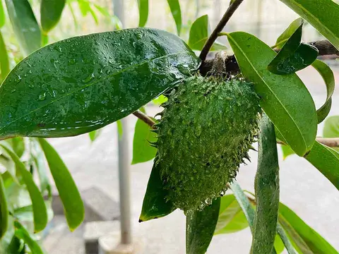 Foto del vivero 39