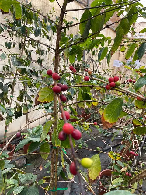 Foto del vivero