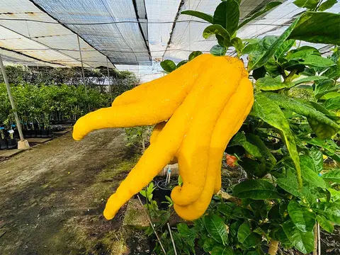 Foto del vivero 40