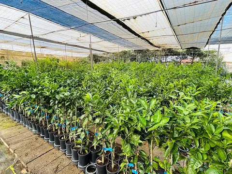 Foto del vivero 41
