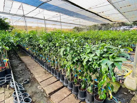 Foto del vivero 42