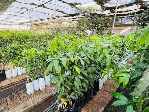 Foto del vivero 43