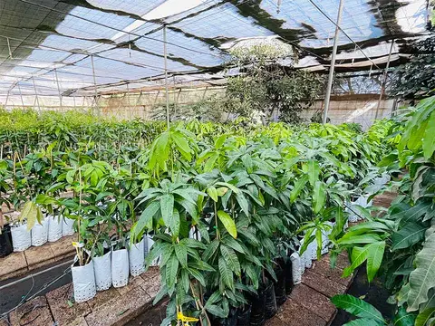 Foto del vivero 44