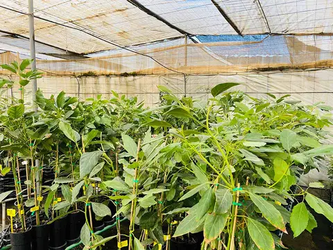 Foto del vivero 46