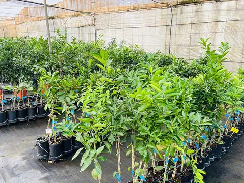 Foto del vivero 47