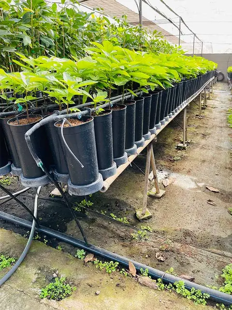 Foto del vivero