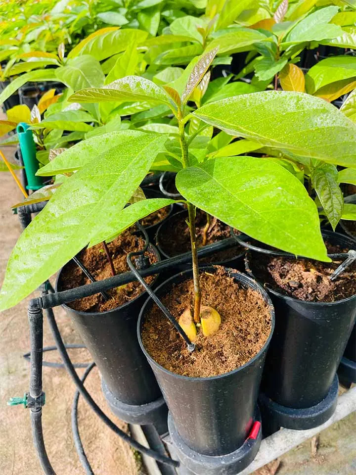 Aguacate — foto 1