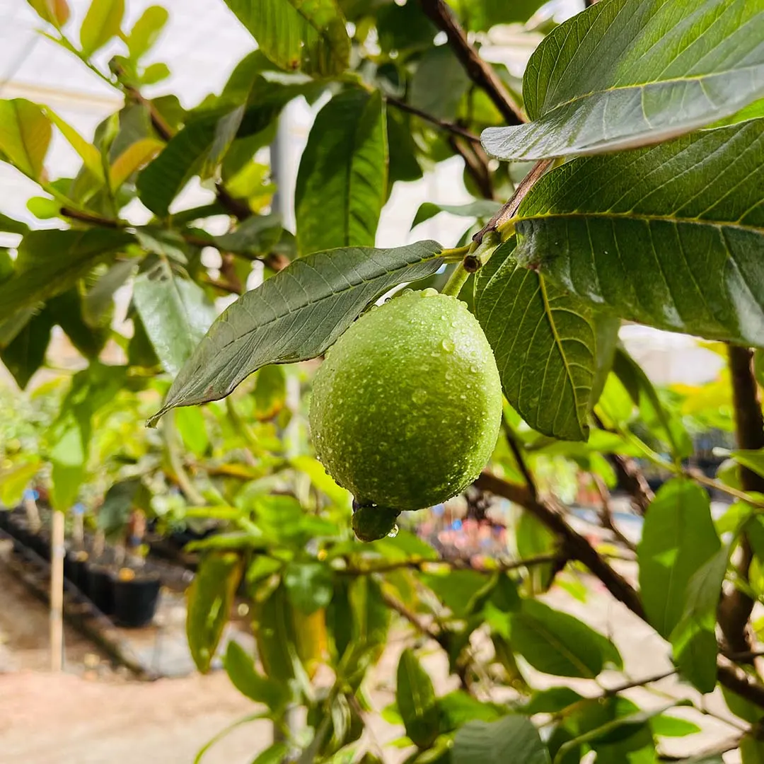 Guayabo — foto 1