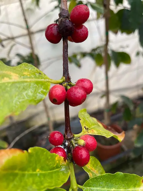 Foto del vivero 50