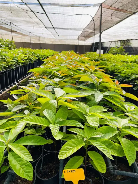 Foto del vivero 51