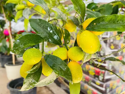 Foto del vivero 52