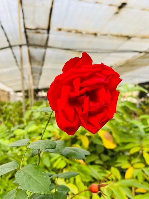 Foto del vivero 53