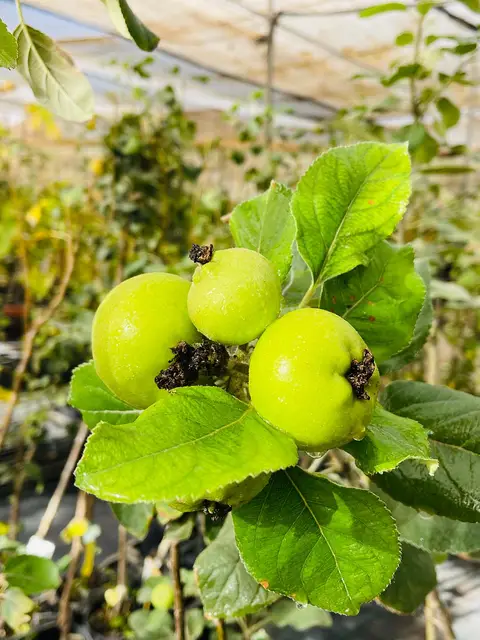 Foto del vivero 54