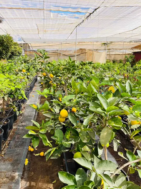 Foto del vivero 55